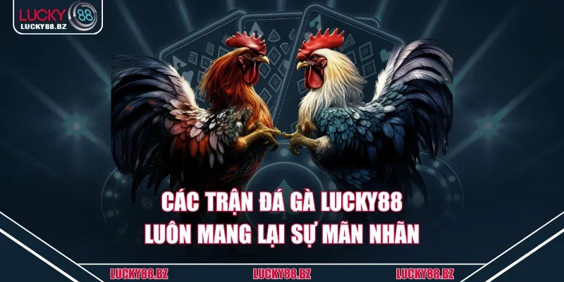 Các trận đá gà Lucky88 luôn mang lại sự mãn nhãn