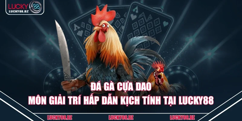 Đá gà cựa dao