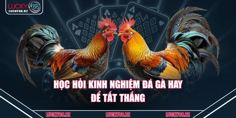 Học hỏi kinh nghiệm đá gà hay để tất thắng