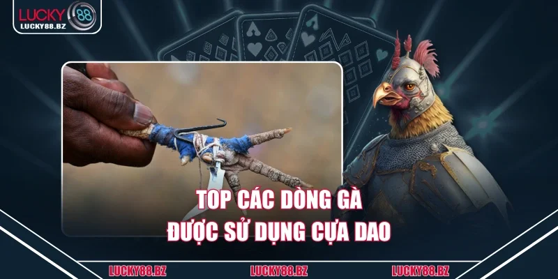 Top các dòng gà được sử dụng cựa dao